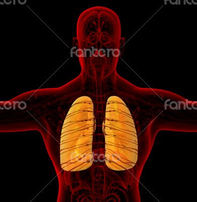 3d render medical illustration of the human lung