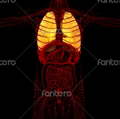 3d render medical illustration of the human lung