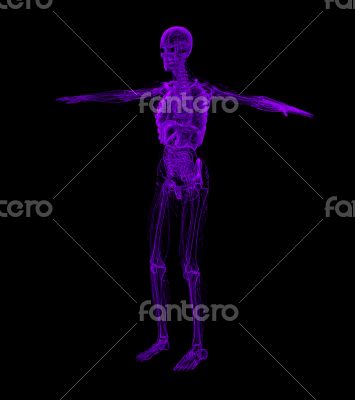 3D medical illustration of the human 