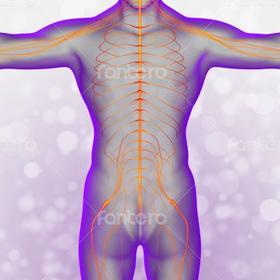  nerve system 