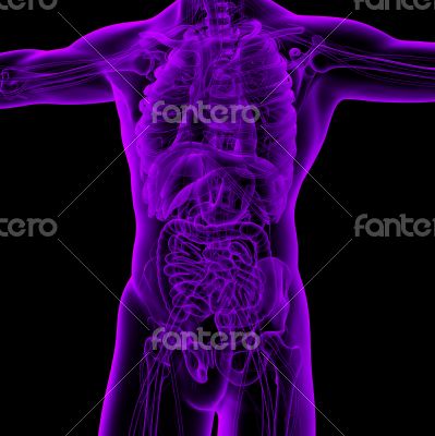 3D medical illustration of the human 