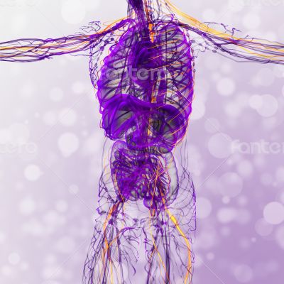 nerve system nerve system