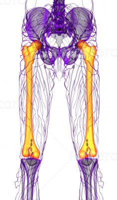 3d render medical illustration of the femur bone