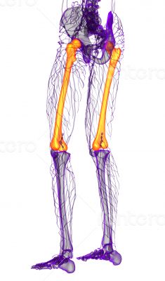 3d render medical illustration of the femur bone