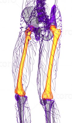 3d render medical illustration of the femur bone