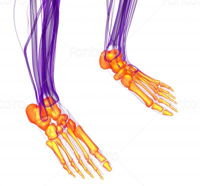 3d render medical illustration of the feet bone 