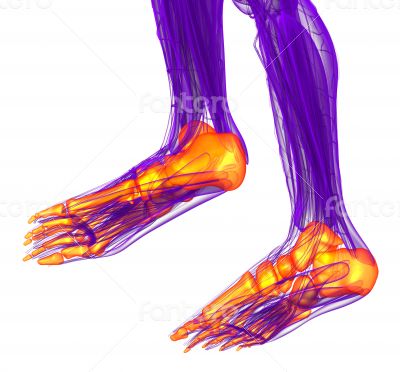 3d render medical illustration of the feet bone 