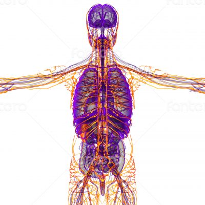 human lymphatic system 