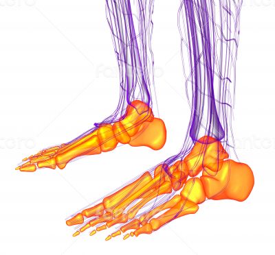3d render medical illustration of the feet bone 