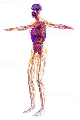lymphatic system 