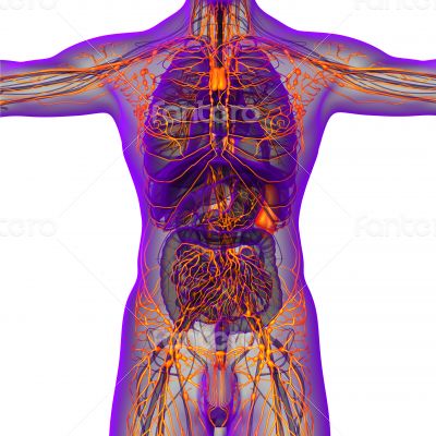 human lymphatic system 