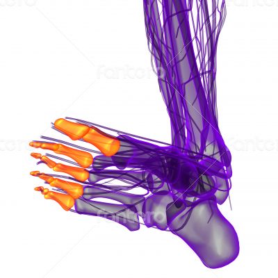 phalanges foot phalanges foot