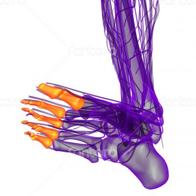  phalanges foot 