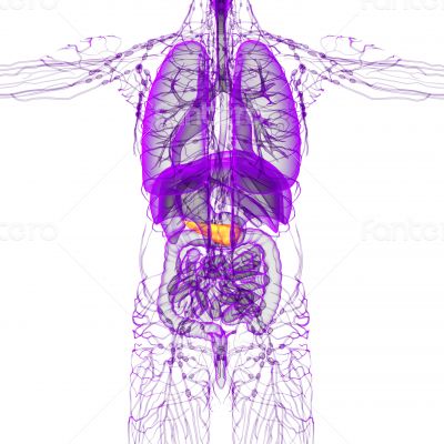 3d render medical illustration of the pancreas 