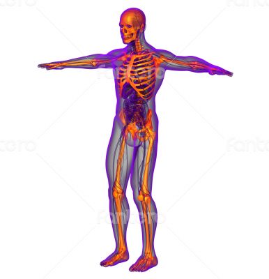 human skeleton human skeleton