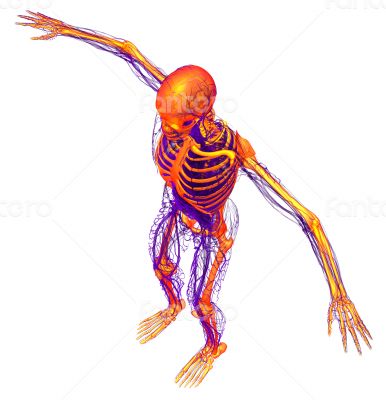  human skeleton