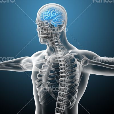 3d render medical illustration of the brain 