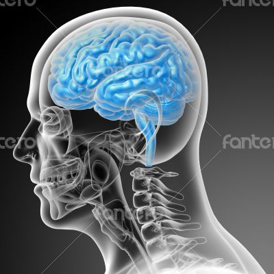 3d render medical illustration of the brain 