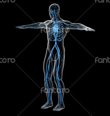  human vascular system 