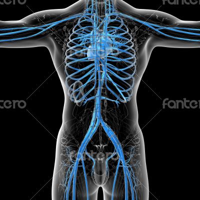  human vascular system 