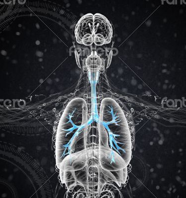 3D medical illustration of the male bronchi