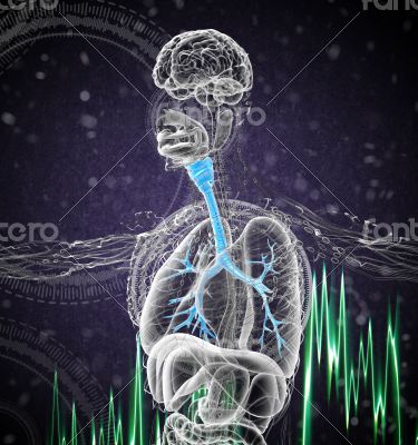 3D medical illustration of the male bronchi