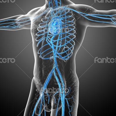 human vascular system 