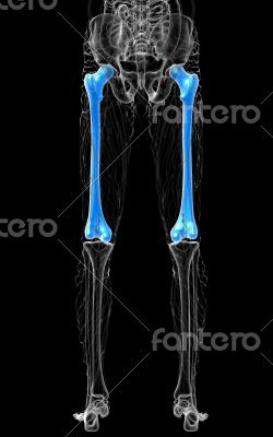 3d render medical illustration of the femur bone 3d render medical illustration of the femur bone