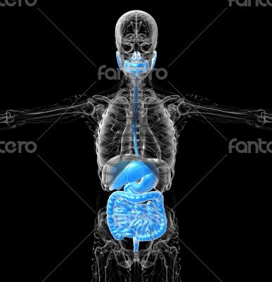  human digestive system