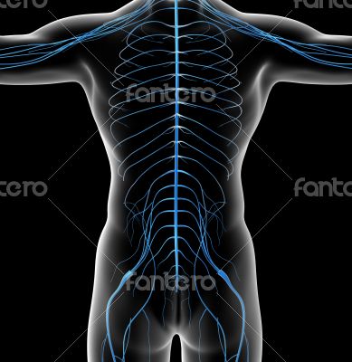  nervous system
