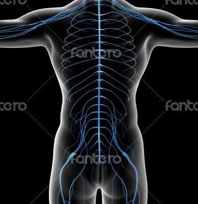  nervous system