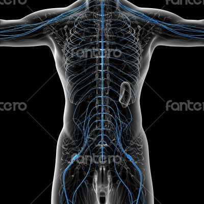 nervous system nervous system
