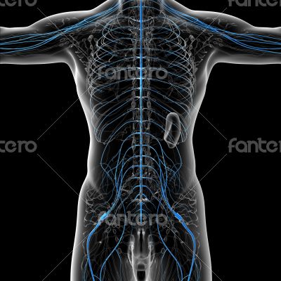 nervous system