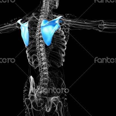 3d render medical illustration of the scapula bone