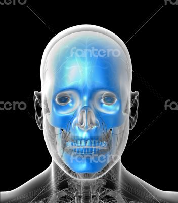 3D medical illustration of the human  skull 