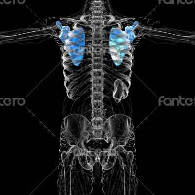 3d render medical illustration of the scapula bone