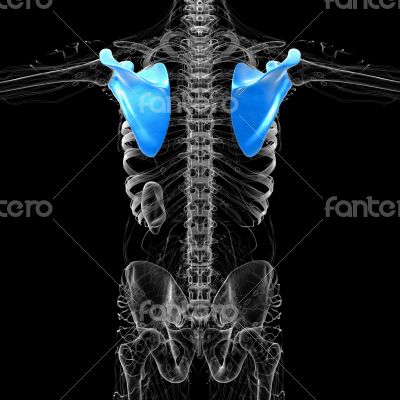 3d render medical illustration of the scapula bone