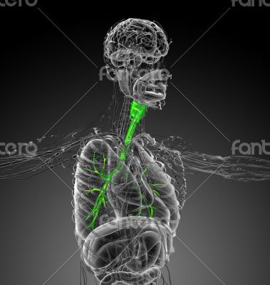 3d render medical illustration of the brounchi 3d render medical illustration of the brounchi
