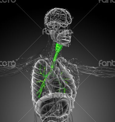 3d render medical illustration of the brounchi 