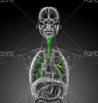 3d render medical illustration of the brounchi 