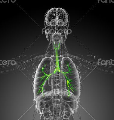 3d render medical illustration of the brounchi 