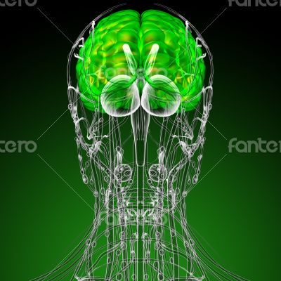 3d render medical illustration of the brain 