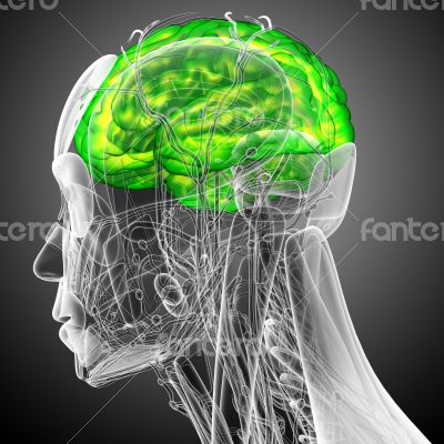 3d render medical illustration of the brain 