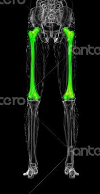 3d render medical illustration of the femur bone