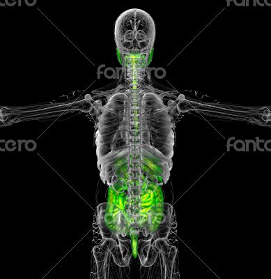 human digestive system 