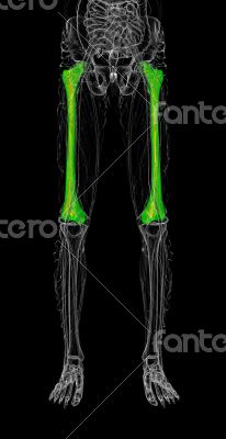 3d render medical illustration of the femur bone