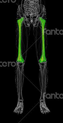 3d render medical illustration of the femur bone 3d render medical illustration of the femur bone