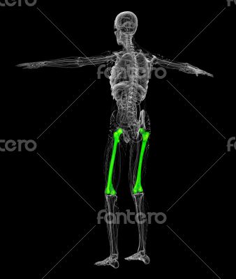 3d render medical illustration of the femur bone