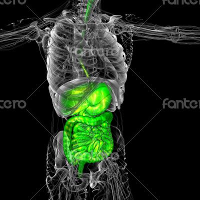 human digestive system 