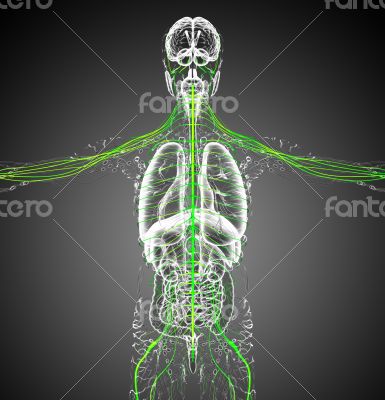 3d render medical illustration of the nerve system 3d render medical illustration of the nerve system